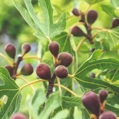 Ficus Carica Little Miss Figgy