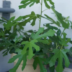 Ficus Carica Little Miss Figgy