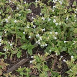 Fläckig Lungört Sissinghurst White