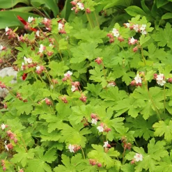 Flocknäva Geranium Macrorrhizum Spessart