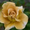 Floribundaros Honey Dijon Weksproulses