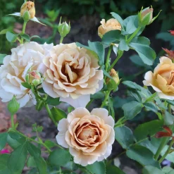 Floribundaros Honey Dijon Weksproulses