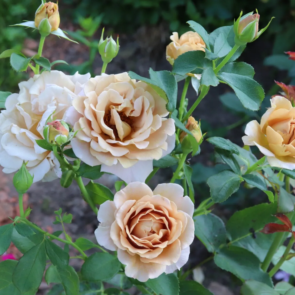Floribundaros Honey Dijon Weksproulses