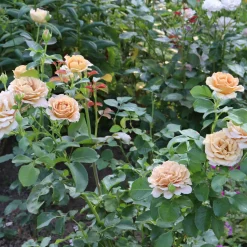 Floribundaros Honey Dijon Weksproulses