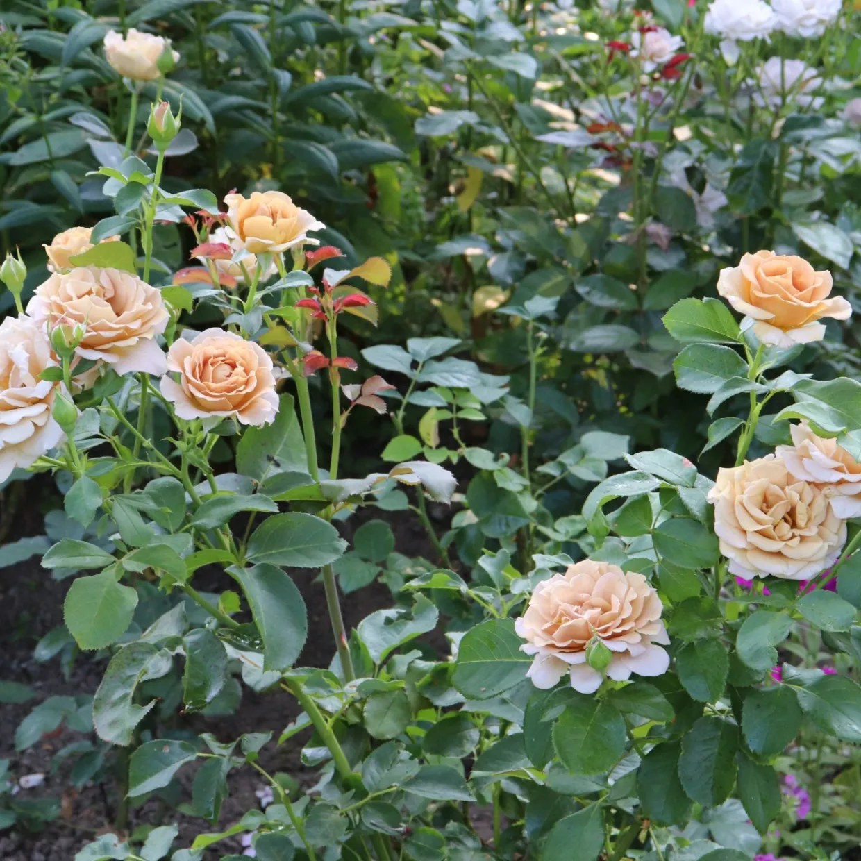 Floribundaros Honey Dijon Weksproulses