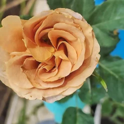 Floribundaros Honey Dijon Weksproulses