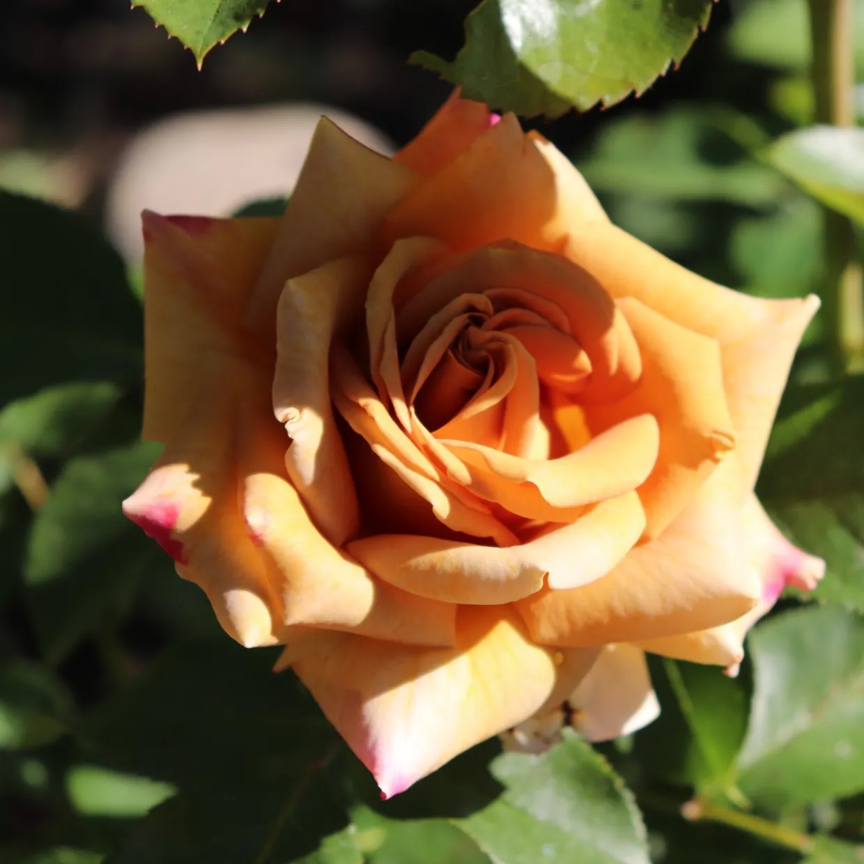 Floribundaros Honey Dijon Weksproulses