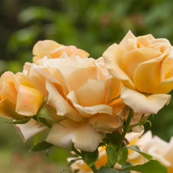 Floribundaros Honey Dijon Weksproulses