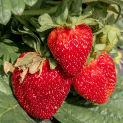 Fragaria Ananassa Honeoye