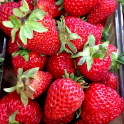 Fragaria Ananassa Korona