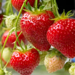 Fragaria Ananassa Polka