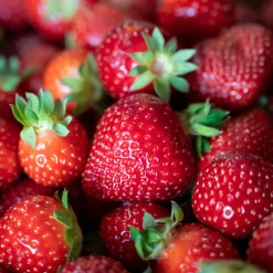 Fragaria Ananassa Polka