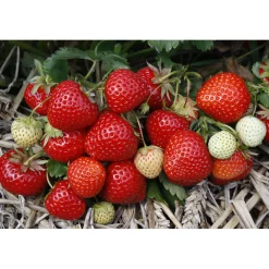 Fragaria Ananassa Rumba
