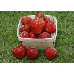 Fragaria Ananassa Rumba