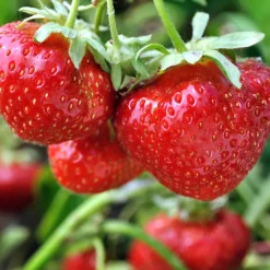 Fragaria Ananassa Sengana