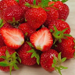 Fragaria Ananassa Sengana