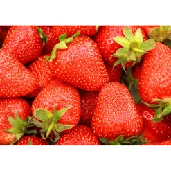 Fragaria Ananassa Sonata