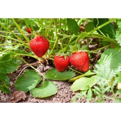 Fragaria Ananassa Sonata
