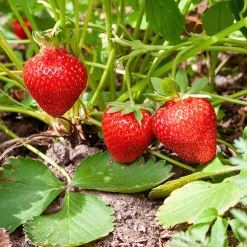 Fragaria Ananassa Sonata