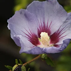 Frilandshibiskus Marina 70-80cm