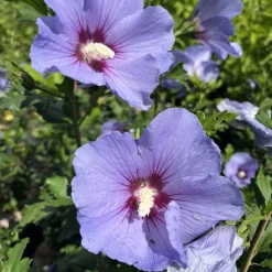 Frilandshibiskus Marina 70-80cm