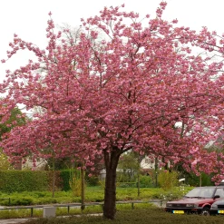 Frilandsodlat Japanskt Körsbärsträd 350-450 cm, Högstamsträd