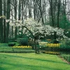 Glanskörsbär Vit Blomning 150-200 cm