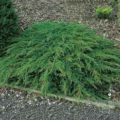 Green Carpet 30-35 cm