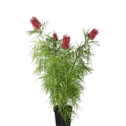Grevillea