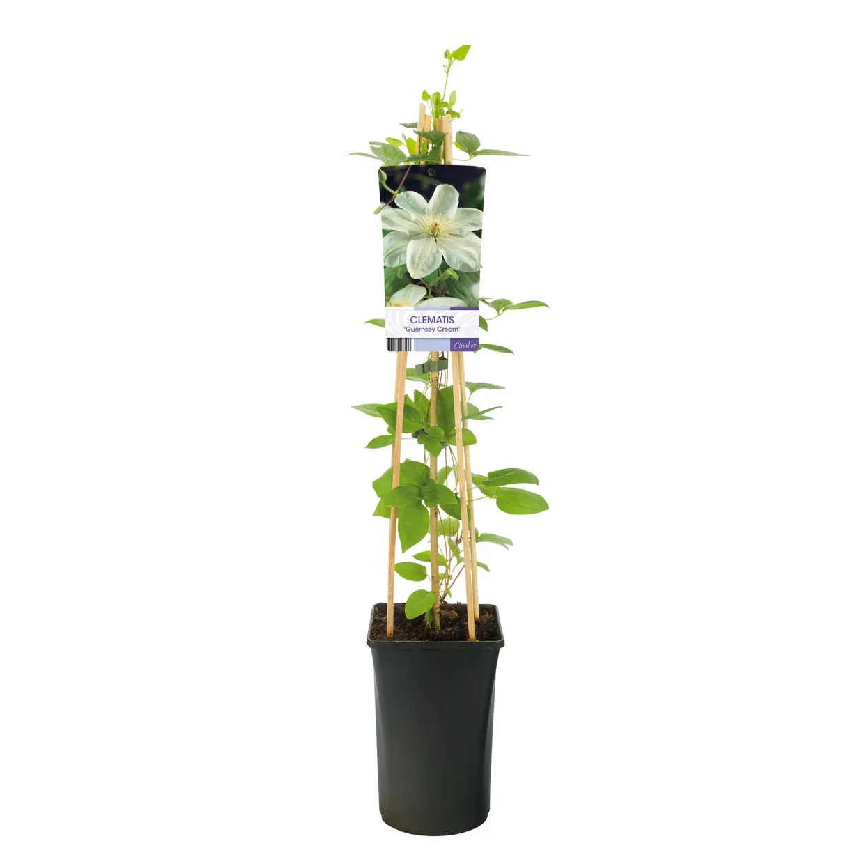 Guernsey Cream 40-60 cm