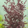 Hasselnöt Rote Zellernuss 100-150 cm