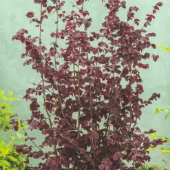 Hasselnöt Rote Zellernuss 100-150 cm