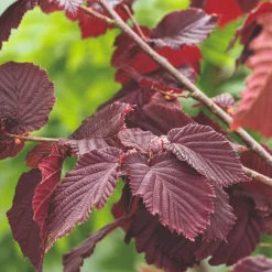 Hasselnöt Rote Zellernuss 100-150 cm