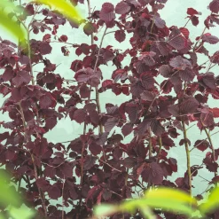 Hasselnöt Rote Zellernuss 100-150 cm