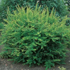 Häckberberis Krukodlad