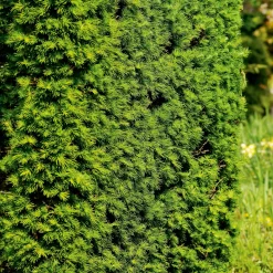Häck Japansk Lärk Omnia Garden  Bygghemma.se