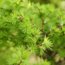 Häck Japansk Lärk Omnia Garden  Bygghemma.se