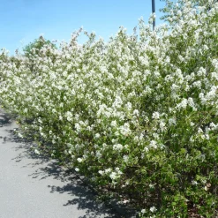 Häggmispel Amelanchier Spicata 50-80 cm