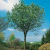 Högstamsträd 300-400 cm, Frilandsodlad Alleträd, Vit Blomning