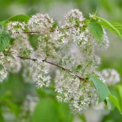 Högstamsträd 300-400 cm, Frilandsodlad Alleträd, Vit Blomning