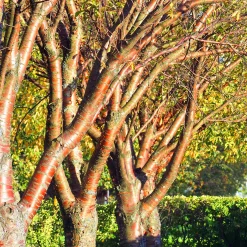 Högstamsträd 300-400 cm, Frilandsodlad Alleträd, Vit Blomning