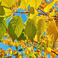 Högstamsträd 300-400 cm, Frilandsodlad Alleträd, Vit Blomning