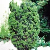 Hicksii 50-60 cm