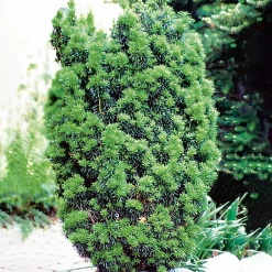 Hicksii 50-60 cm