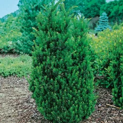 Hillii 30-40 cm