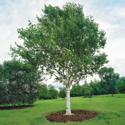 Himalajabjörk, Gröna Lövverk & Gul Blomning, 150-200 cm