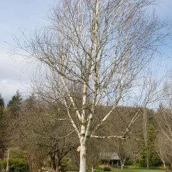 Himalajabjörk, Gröna Lövverk & Gul Blomning, 150-200 cm
