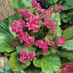 Hjärtbergenia Rotblum