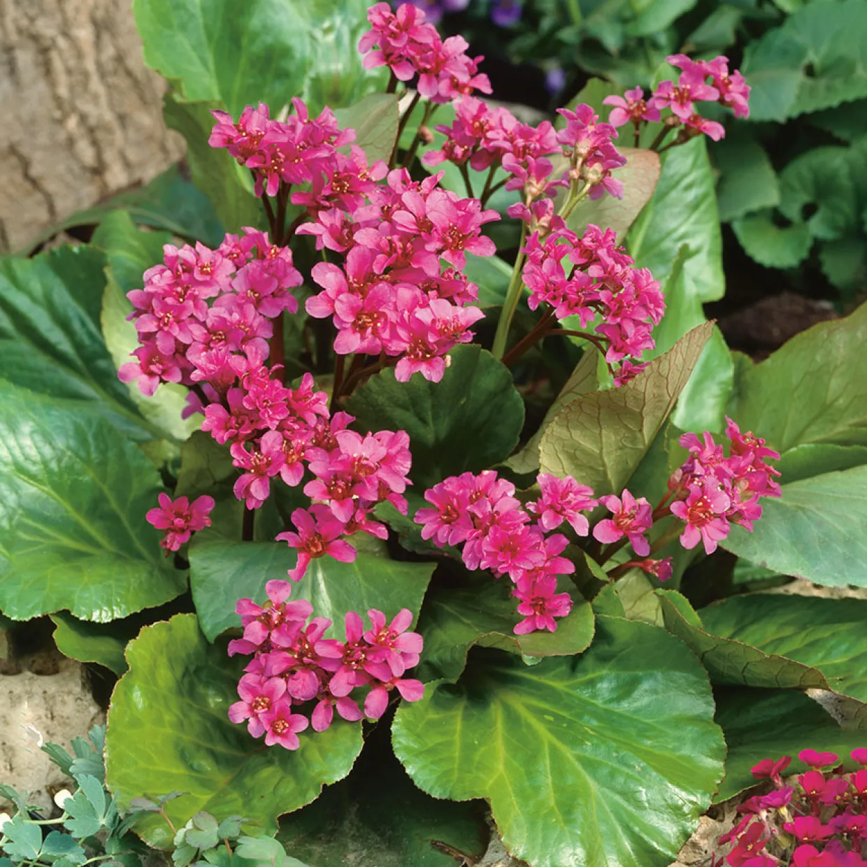 Hjärtbergenia Rotblum