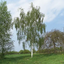 Hängbjörk - Grönt Lövverk & Gul Blomning, 150-200 cm